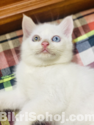 High Quality Mixed breed (Odd eyes)